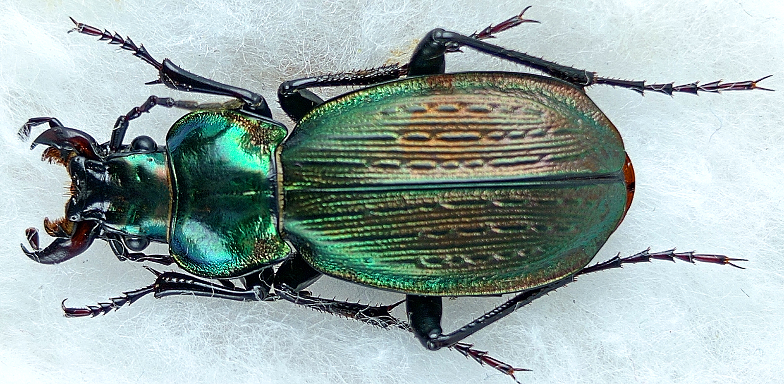 carabus/Archiplectes-edithae-markensis.jpg