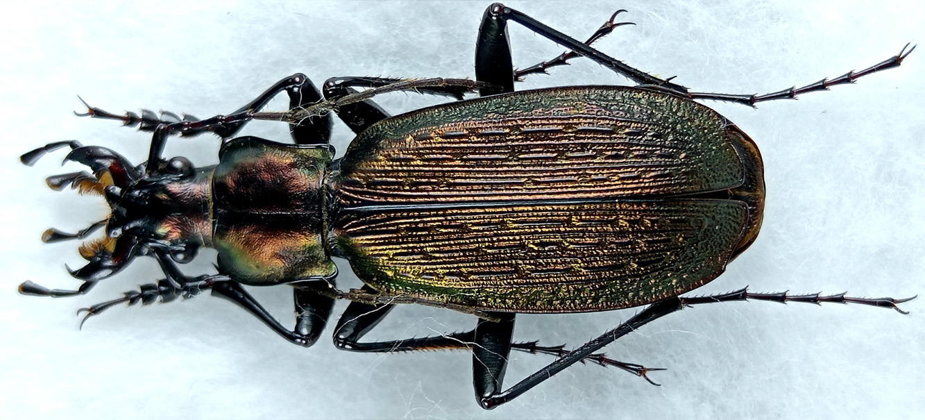 carabus/Archiplectes-faunus-faunulus.jpg