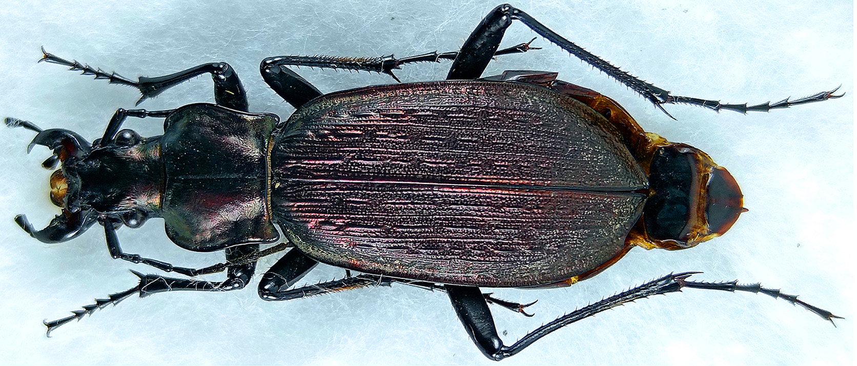 http://www.gorodinski.ru/carabus/Archiplectes-heikertingeri-3.jpg