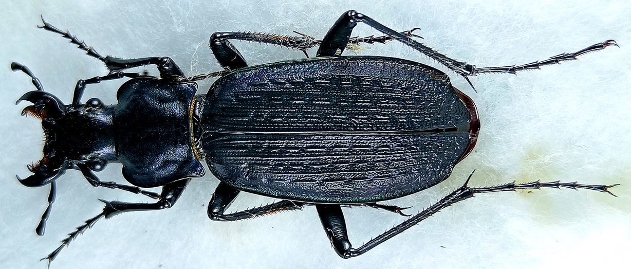 carabus/Archiplectes-heikertingeri.jpg