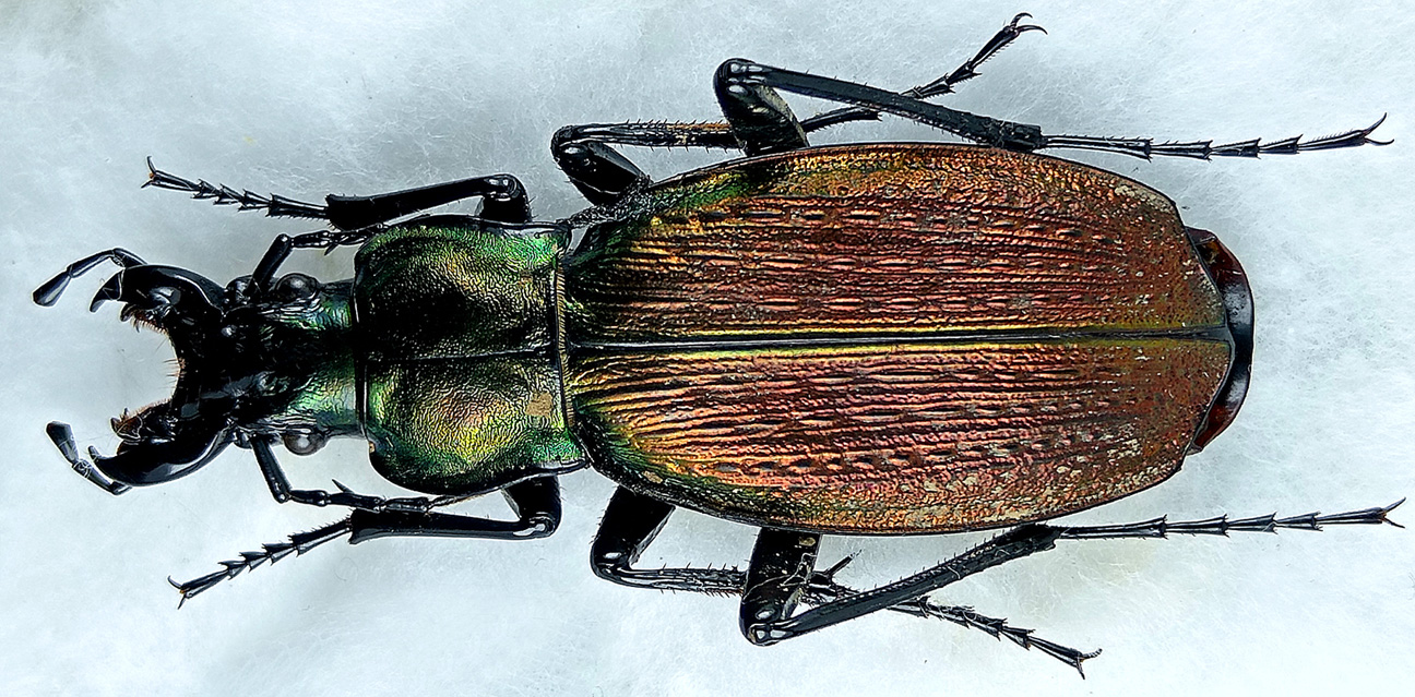 http://www.gorodinski.ru/carabus/Archiplectes-polychrous-polychrous-2.jpg