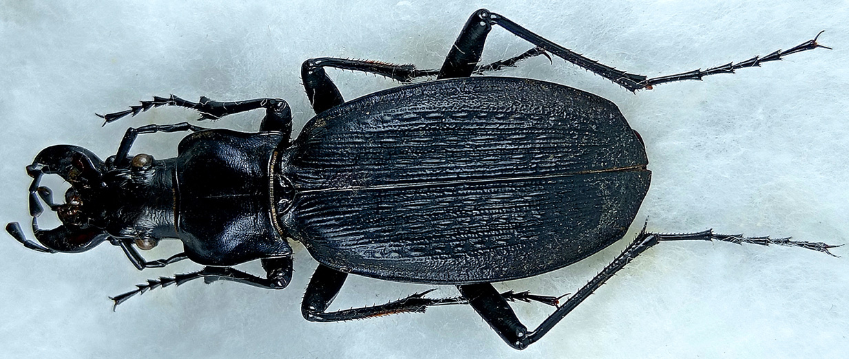 http://www.gorodinski.ru/carabus/Archiplectes-polychrous-polychrous-3.jpg