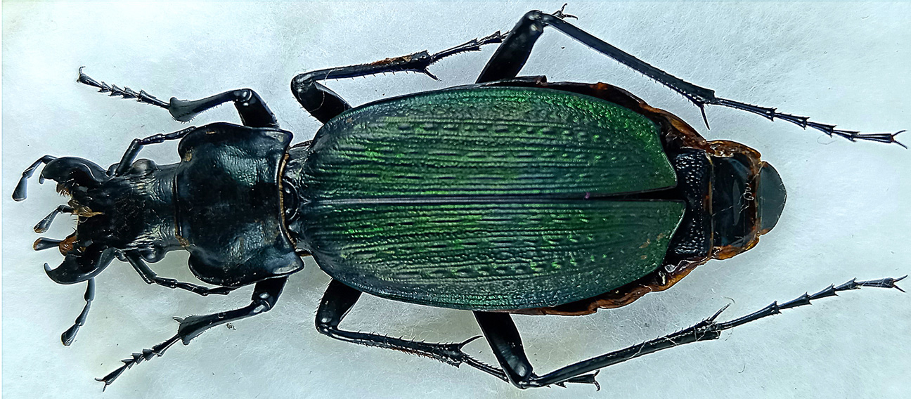 http://www.gorodinski.ru/carabus/Archiplectes-polychrous-polychrous.jpg