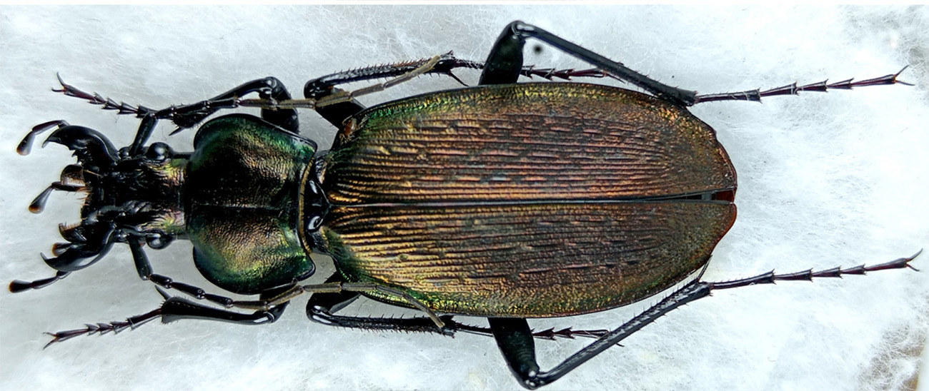 http://www.gorodinski.ru/carabus/Archiplectes-protensus-protensoides.jpg