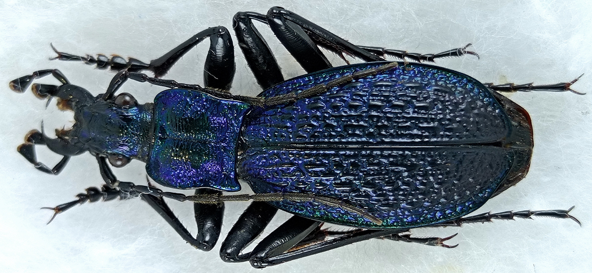 http://www.gorodinski.ru/carabus/Chaetocarabus-intricatus.jpg