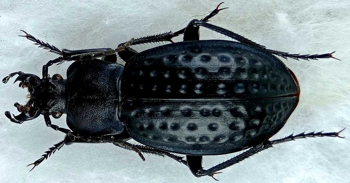 http://www.gorodinski.ru/carabus/Cytilocarabus-cribratus-bilmenekus.jpg