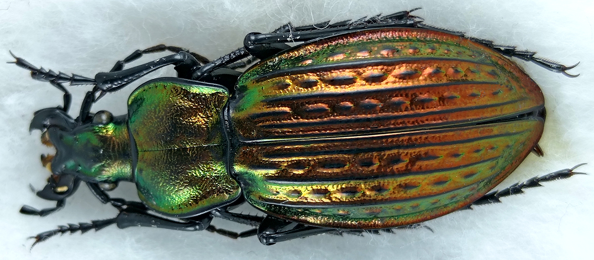 http://www.gorodinski.ru/carabus/Eucarabus-ullrichi-superbus.jpg