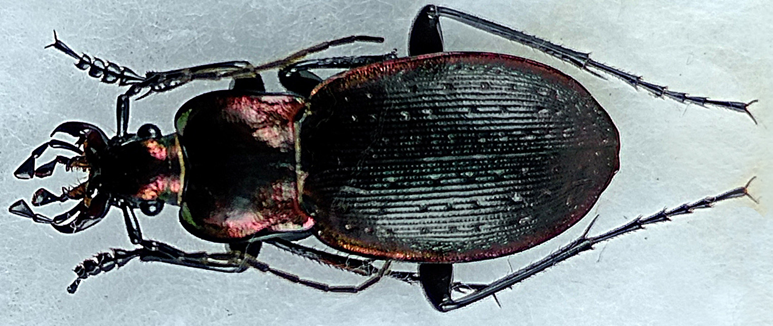 http://www.gorodinski.ru/carabus/Heterocarabus-marietti-atsevingueni.jpg