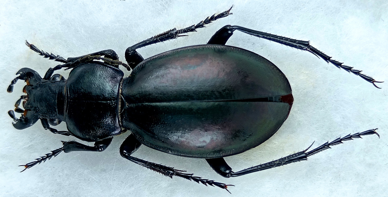 http://www.gorodinski.ru/carabus/Lamprostus-calleyi-pseudoprasinus.jpg