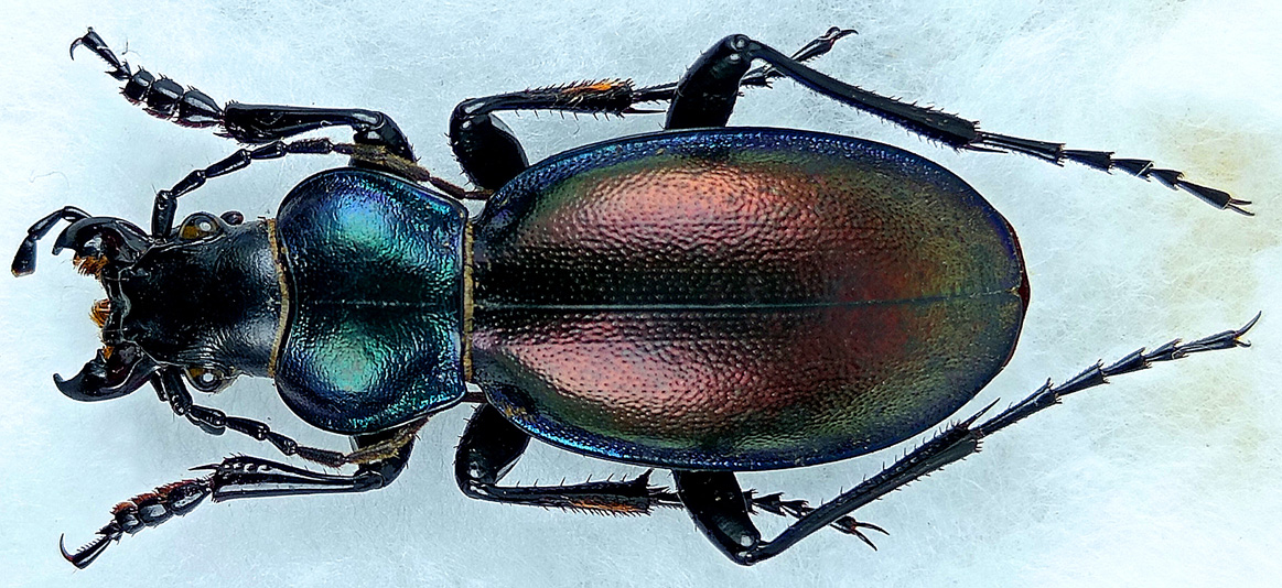 http://www.gorodinski.ru/carabus/Lamprostus-erenleriensis-fortepunctatus.jpg