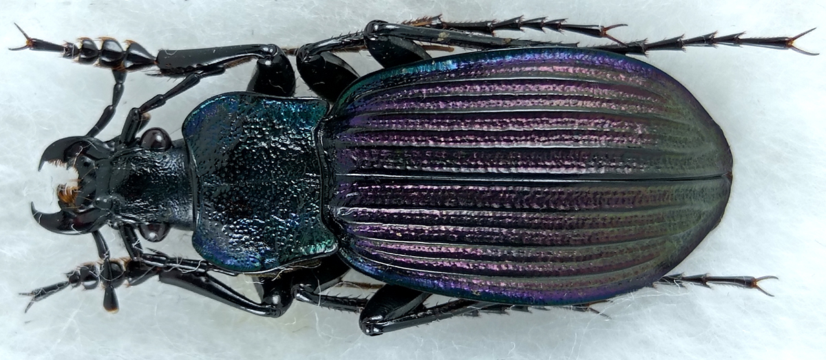 http://www.gorodinski.ru/carabus/Megodontus-exaratus-lebedevi.jpg