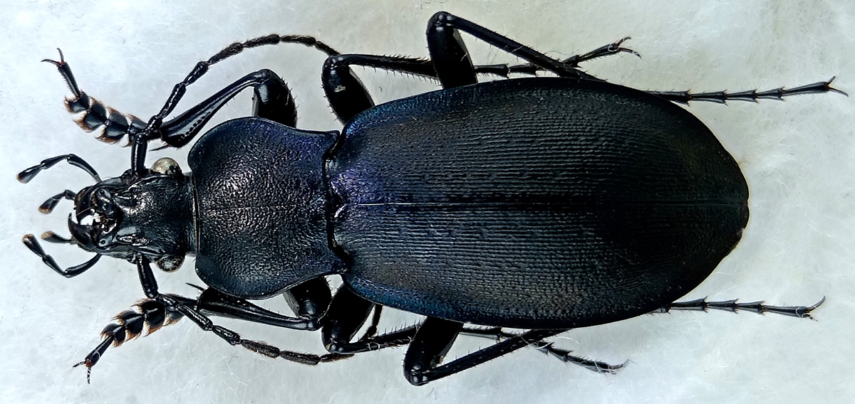 http://www.gorodinski.ru/carabus/Pachycarabus-roseri-soganliensis.jpg