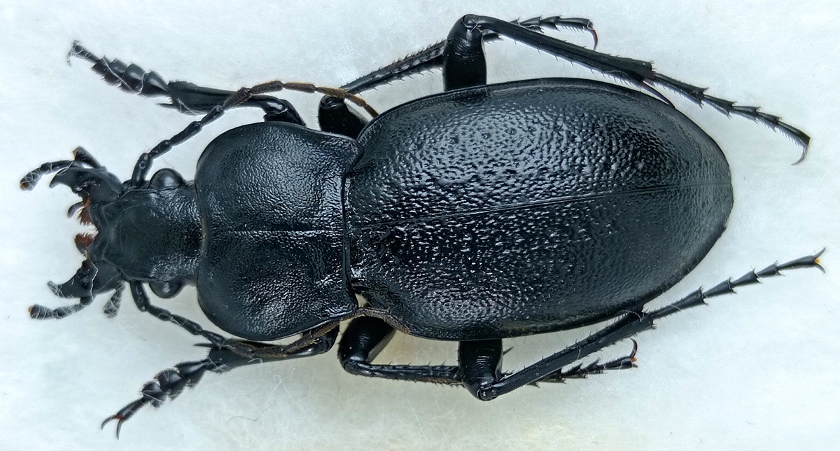 http://www.gorodinski.ru/carabus/Pachystus-hungaricus-mingens.jpg