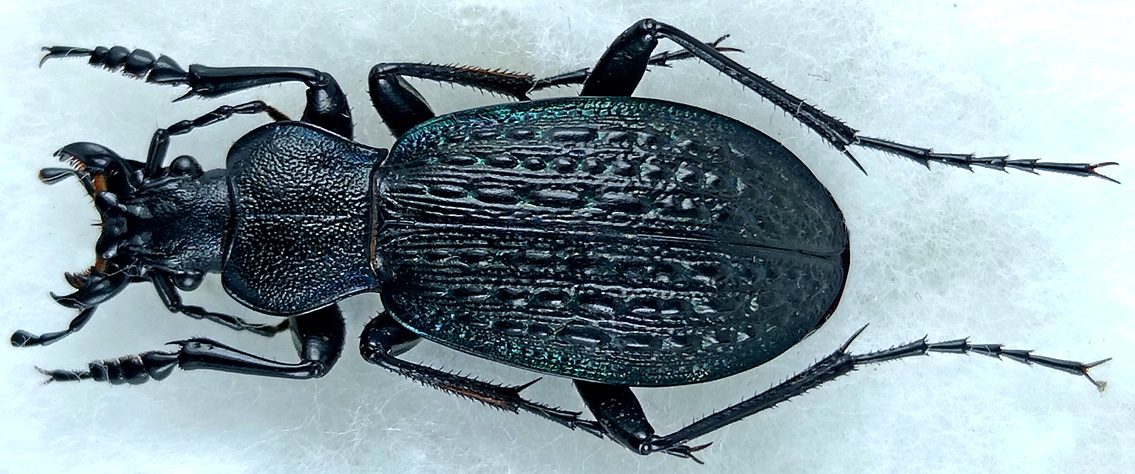 http://www.gorodinski.ru/carabus/Sphodristocarabus-gilnickii-lavezorum.jpg