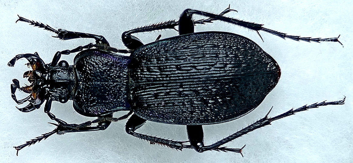 http://www.gorodinski.ru/carabus/Sphodristocarabus-macrogonus.jpg