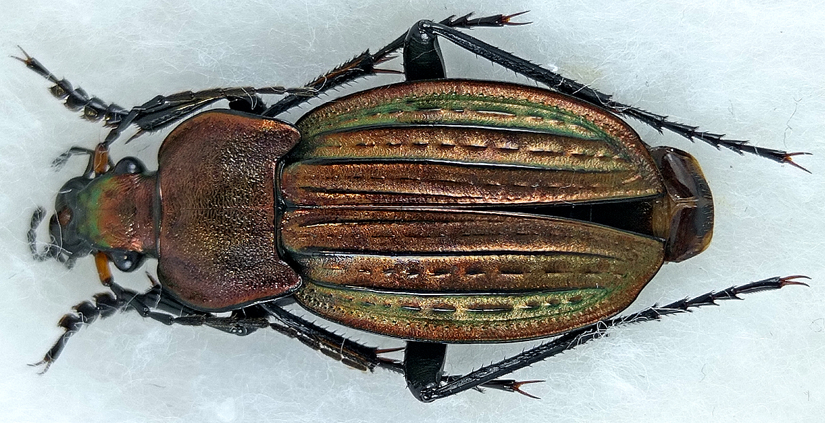 carabus/Tachypus-cancellatus-celticus.jpg