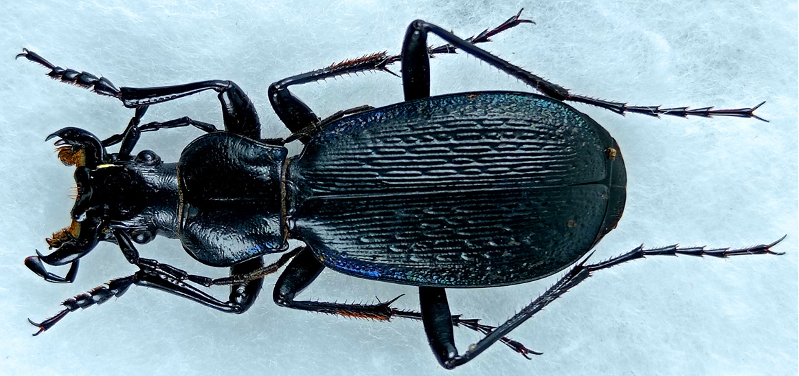 http://www.gorodinski.ru/carabus/Tribax-circassicus-abasinus.jpg