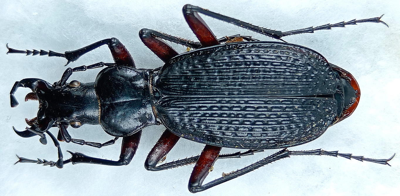 http://www.gorodinski.ru/carabus/Tribax-constantinovi-otcharensis.jpg